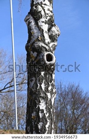 
old thick birch variegated trunk against a sky background