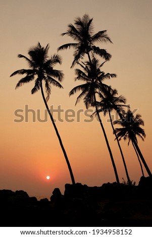 This picture is of beautiful sunset with coconut trees in the frame and extraordinary colours. 