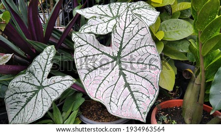 Close Up White Alocasia High Res Stock Images