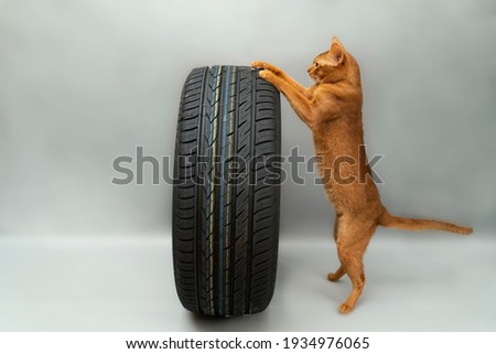 On the first spring days, an Abyssinian cat Marsik, decided to check the readiness of the new summer tires.