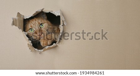 Funny ginger cat looking curious out of a hole in a cardboard box. Panoramic image with copy space.