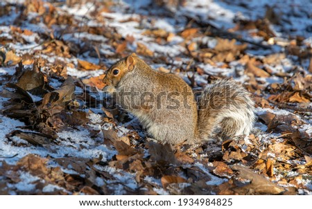 Grey Squirrel foraging in the snow and leaves
