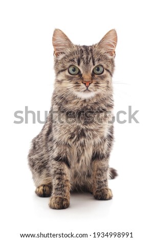 Brown little kitten sitting isolated on a white background.