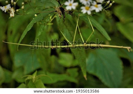 Ramulus phyllodeus, a stick insect. Royalty-Free Stock Photo #1935013586