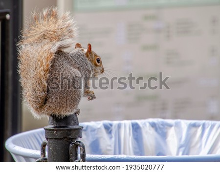 American red squirrel or Tamiasciurus hudsonicus sitting on trash can searching for food in urban space.