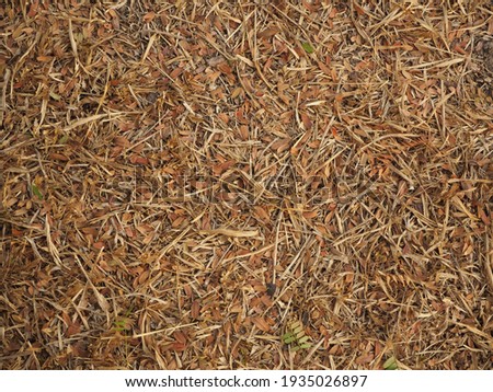 Dry grass and leaves on the ground for nature wallpaper