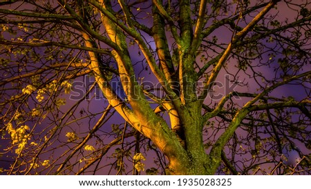 Colorful tree top at night with branches, time-lapse photography