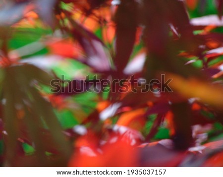photo with a decorative background of blurry abstract natural leaves of dark red grapes in the rays of sunlight for design as a source for prints, posters, decoration, wallpaper, interiors