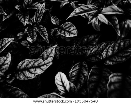 Beautiful abstract color gray and black flowers on dark background, dark leaves texture, dark background, colorful graphics banner, white leaves, black leaves texture