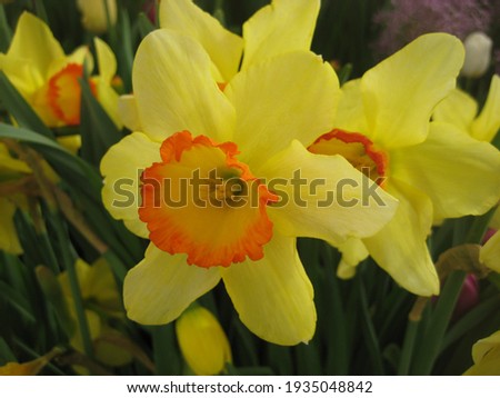 macro photo with a decorative background of beautiful yellow large flowers of the bulbous daffodil plant for landscaping and design as a source for prints, posters, decor, wallpaper, interiors