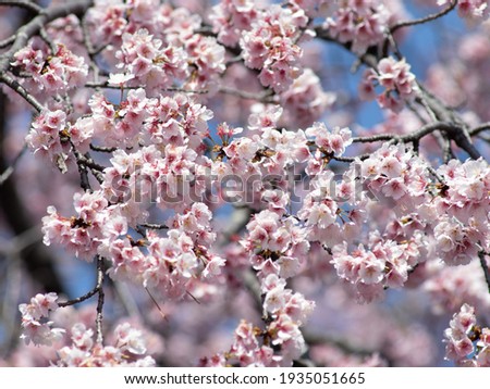 Cherry blossoms in full bloom. A Japanese spring scene. Royalty-Free Stock Photo #1935051665