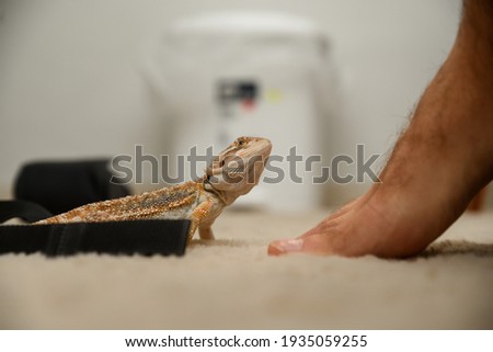 A Bearded dragon reptile is looking at a man's leg