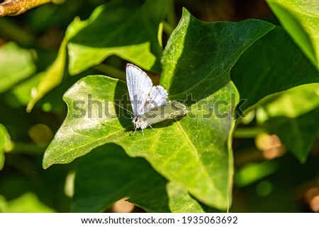 Butterfly on a leaf, spring