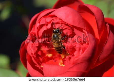 Honey bee collects pollen from a red rose. Bud red rose flower "Benjamin Britten" on a green background close-up. Natural background for phones and computer screens