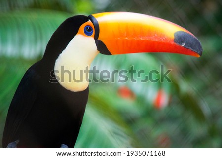 Toucan in captivity with green background