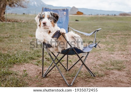 chill dog in a beautiful field