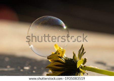 soap bubble on a flower
