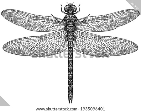 Engrave isolated dragonfly hand drawn graphic illustration Royalty-Free Stock Photo #1935096401