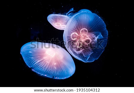 Glowing Jellyfish in underwater ocean Royalty-Free Stock Photo #1935104312