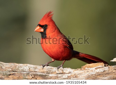 Male northern cardinal on a log. Royalty-Free Stock Photo #1935105434