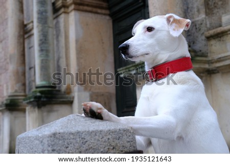 White dog in a red collar stands on its hind legs against the background of Peter's Cathedral in Riga
