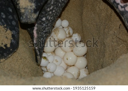 Leatherback Turtle laying eggs. Dermochelys coriacea. Grand Riviere, Trinidad. 15 April 2014