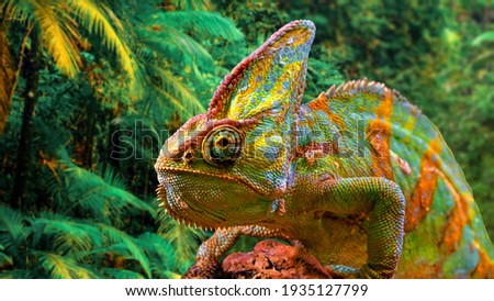 A colorful close-up chameleon with a high crest on its head. Royalty-Free Stock Photo #1935127799