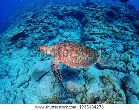The sea turtle which swims elegantly