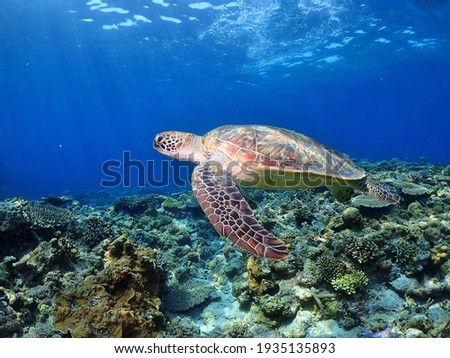 The sea turtle which swims elegantly