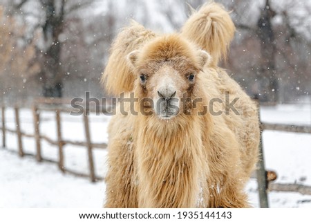 Portrait of a northern camel in winter in snowy weather in the background of a beautiful landscape