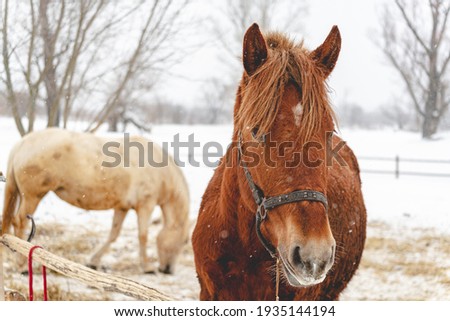 Portrait of a beautiful brown horse in winter. Snowy weather, close up