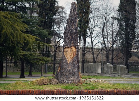 Big heart carved on the bark of a dead tree.
Monument to the love for trees and nature.
Romantic gestures in Verona, the city of love. Heart carving photo.