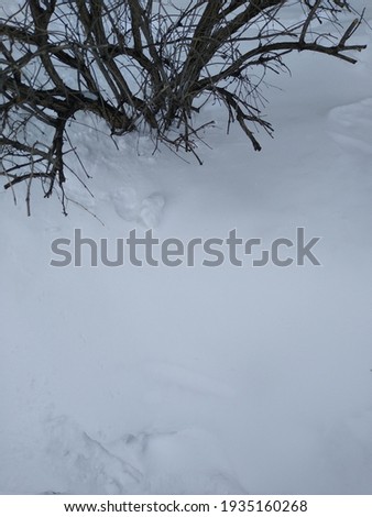 Dry branches of trees and bushes in winter in the snow