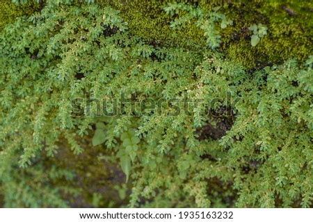 Beautiful wall moss and a charming texture.