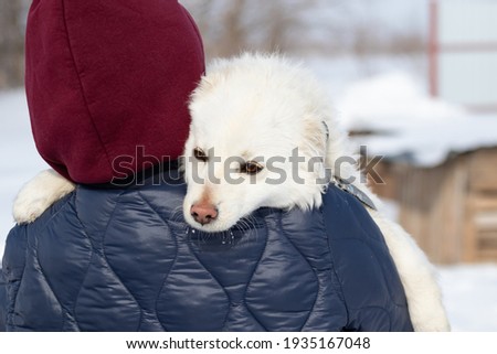 A white small dog in the arms of a woman. A man from the back with an animal in his arms. Portrait of a sad homeless dog with a man. Interaction with animals. Helping pets. High quality photo