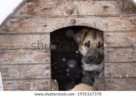 A sad dog of light fawn color lies in the kennel in winter. Unhappy animal on the street in the cold on a chain. Snowing. High quality photo. A dog with a sad look.