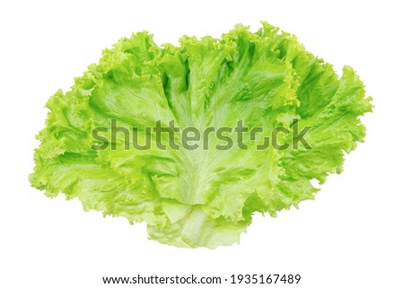 Lettuce. Salad leaf isolated on white background with clipping path Royalty-Free Stock Photo #1935167489