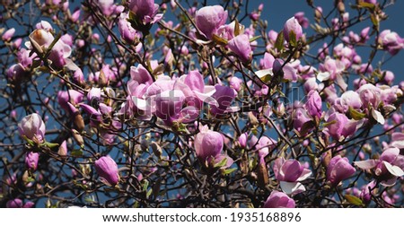 Nature background concept. Pink magnolia flowers in sun light. Magnolia flowers in spring time.