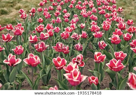 garden center. Netherlands countryside. tulips in garden. Magic spring landscape with flowers. Amazing tulips field in Holland. relax and stress management. tulips in spring. Spring floral background.