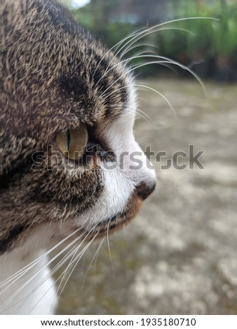 Close up of cat face