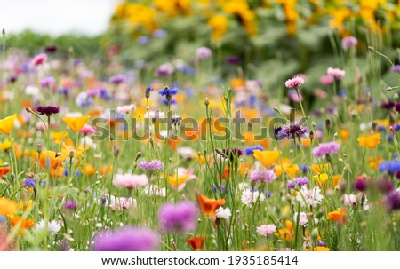 blooming flowers in a country garden Royalty-Free Stock Photo #1935185414