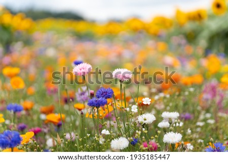 blooming flowers in a country garden Royalty-Free Stock Photo #1935185447