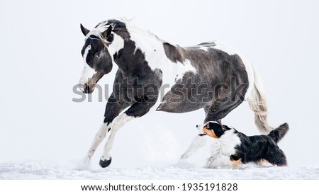American Paint Horse on snow