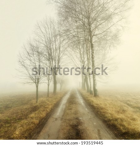 The road to the fog