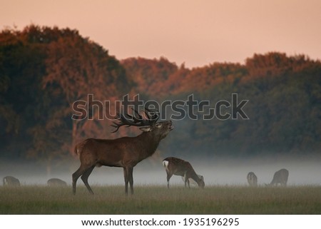 Red Deer. Deer males are characterized by their loud trumpeting during heat. Royalty-Free Stock Photo #1935196295