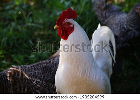 A large white rooster is enjoying a clear day.