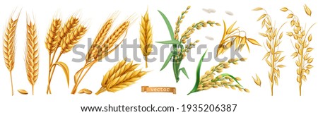 Wheat, barley, oats, rice. 3d realistic vector set Royalty-Free Stock Photo #1935206387