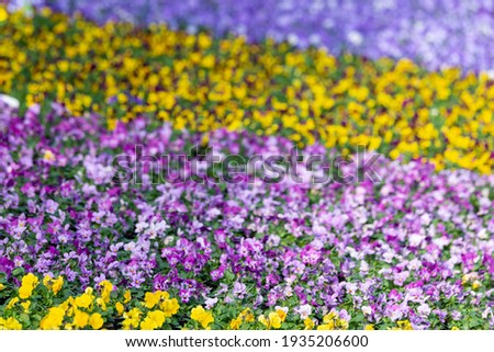 Beautiful spring flowers in greenhouse, pansies flowers