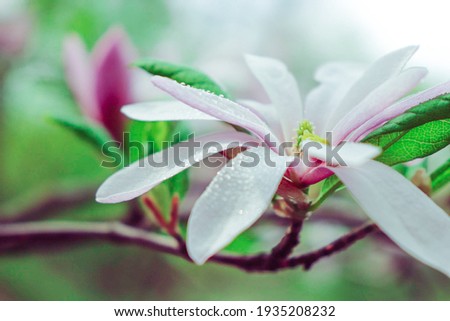 magnolias in the spring. magnolias in flowers. spring and flowers. spring background. nature in spring