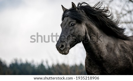Czech wild horse in mountain Royalty-Free Stock Photo #1935218906